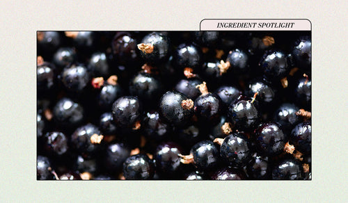 Why Black Currant Seed Oil is Incredible For Practically Any Skin Type