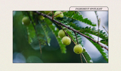 The Brightening, Anti-Aging Benefits of Amla (Indian Gooseberry)