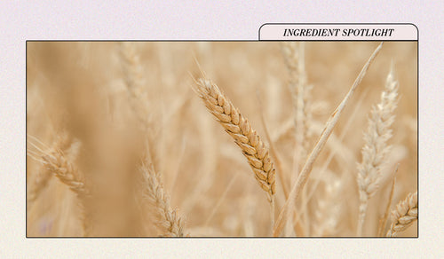 Ingredient Spotlight: Everything You Need to Know About Azelaic Acid